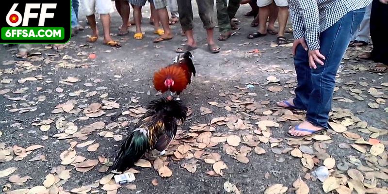 Hiểu thông tin về chiến kê cùng chủ nuôi sẽ có kiến thức chốt kèo hay